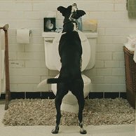 Туалети, пелюшки, труси для тічки для собак