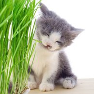 Трава, кошачья мята
