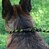 Поводок-удавка для собак светоотражающий черно-салатовый ACTIVE BRONZEDOG
