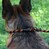 Поводок-удавка для собак светоотражающий черно-оранжевый ACTIVE BRONZEDOG