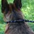 Поводок-удавка для собак светоотражающий черно-голубой ACTIVE BRONZEDOG