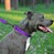 Ошейник для собак светоотражающий фиолетовый ACTIVE BRONZEDOG