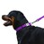 Ошейник для собак светоотражающий фиолетовый ACTIVE BRONZEDOG