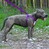 Шлея для собак светоотражающая фиолетовая ACTIVE BRONZEDOG