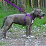 Шлея для собак светоотражающая фиолетовая ACTIVE BRONZEDOG