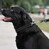 Ошейник-удавка для собак мартингейл светоотражающий черный ACTIVE BRONZEDOG