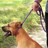 Поводок-удавка для собак тренировочный ACTIVE BRONZEDOG
