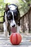 Игрушка для собак мяч с карабином Off Leash Reaction Ball