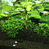 Удобрение для растений в пресноводных аквариумах PROFLORA Ferropol Tabs JBL