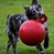 Іграшка для собак пора веселитися Ø11 см Tug-n-Toss Jolly Pets Ball