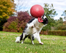 Игрушка для собак пора веселиться Ø 20 см Tug-n-Toss Jolly Ball
