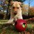 Мяч в мяче игрушка для собак Ø 11 см TEASER BALL