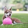 Игрушка для собак мяч Ø 20 см Bounce-n-Play Ball