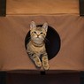 Домик на дверь для котов Hangin` Feline Funhouse
