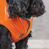 Жилет для собак оранжевый Pet Fashion SPRING