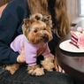 Толстовка для собак cиренево-мятная Pet Fashion BE DIFFERENT