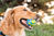 Игрушка для собак пленет дог Planet Dog Orbee Tuff Planet Ball
