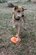 Игрушка для собак тарелка BOTTLE TOP FLYER DURABLE RUBBER RETRIEVING FRISBEE - ORANGE SQUEEZE