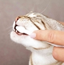Набор для котов для гигиены зубов TRIXIE Dental Hygiene Set for Cats