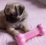 Іграшка кістка-годівниця для цуценят малих порід KONG Puppy Goodie Bone S