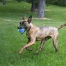 Іграшка м’яч-пискавка ультра для собак середніх і великих порід KONG SqueakAir Ultra Balls L