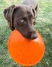 Игрушка для собак JOLLY FLYER Orange