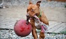 Игрушка для собак Мяч с канатом Ø 11 см ROMP-N-ROLL