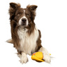 Іграшка для собак Птах ківі Kiwi Walker