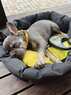 Лежанка для собак и котов со сменной подушкой - Бэтмен 1 WAUDOG Relax