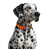 Нашийник для собак нейлоновий з QR паспортом, світловідбивний WAUDOG Nylon Mono помаранчевий