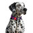 Нашийник для собак нейлоновий з QR паспортом, світловідбивний WAUDOG Nylon Mono фіолетовий