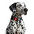 Нашийник для собак нейлоновий з QR паспортом, світловідбивний WAUDOG Nylon Mono чорний