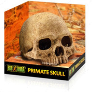 Primate Skull - декорация череп человека