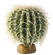 Растение Barrel Cactus