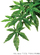 Растение шелковое HANGING RAINFOREST PLANTS