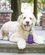 Іграшка груша-годівниця для собак зрілого віку KONG Senior