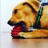 Іграшка для собак сердце на мотузці HEART ON A STRING