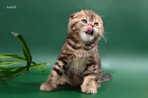 Шотландский вислоухий котенок Леон, котик