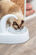 Фонтан-поїлка для котів і собак Trixie Drinking Fountain Curved Stream