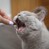 Добавка для підтримки функцій сечовивідного тракту котів VET EXPERT URINOVET CAT