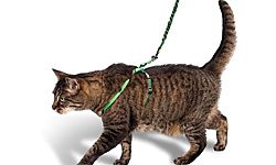Амуниция для кошек – это приспособления, которые предназначаются для безопасного и комфортного выгула животных, для их транспортировки на дачу, для поездок к врачу или к парикмахеру. 