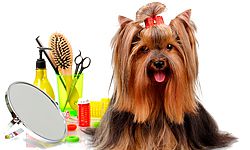 Инструменты для стрижки собак предназначены для проведения таких гигиенических процедур как вычесывание, бритье, устранение колтунов, перебирание и укорачивание шерсти. 