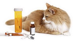 Лекарство для кошек – это обширная категория препаратов и профилактических средств, призванных заботиться о самочувствии питомцев. Как известно, здоровье – самая важная ценность