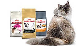Сегодня ROYAL CANIN - один из брэндов, задающих стандарты всемирного рынка питания для собак и кошек, на который равняются производители других подобных продуктов Корм для кошек Royal Canin
